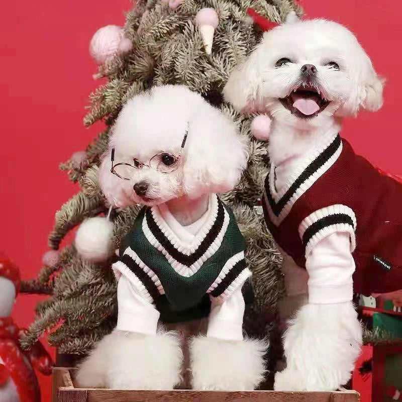 Pet wearing V-neck knit sweater